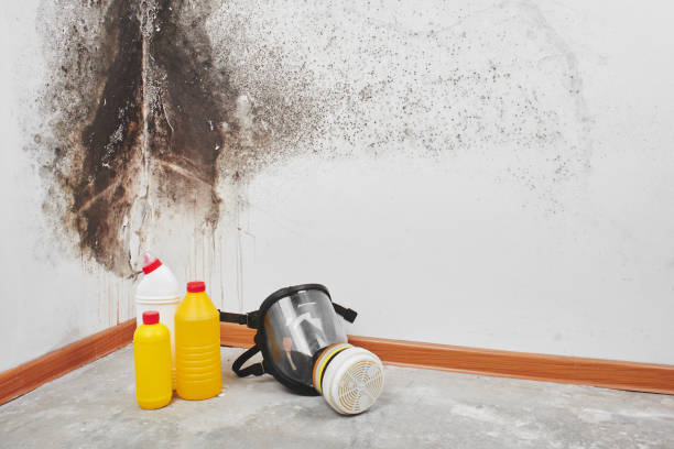 Office Mold Removal Services in Wainaku, HI