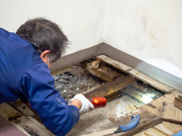 Best Local Mold Removal Service  in Wainaku, HI