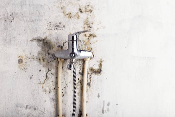 Best Home Mold Removal  in Wainaku, HI