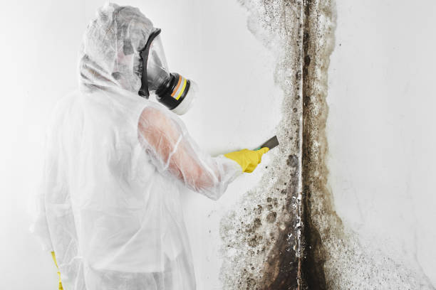 Best Crawl Space Mold Removal  in Wainaku, HI
