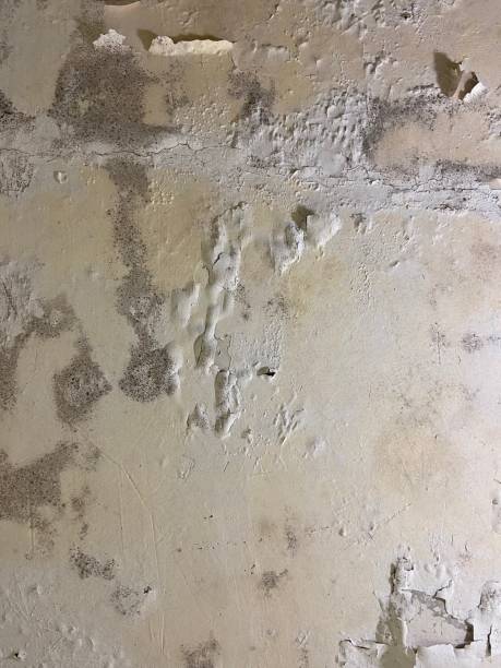 Best Mold Cleaning Services  in Wainaku, HI