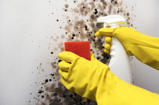 Best Mold Removal Company Near Me  in Wainaku, HI