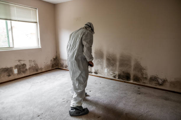 Best Emergency Mold Removal  in Wainaku, HI
