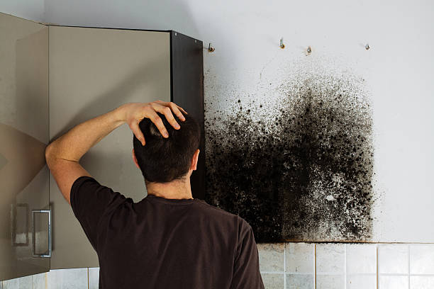 Best Commercial Mold Removal  in Wainaku, HI