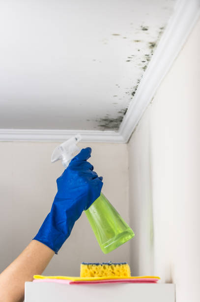 Best Residential Mold Removal  in Wainaku, HI